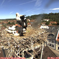 11_10-nest.jpg
