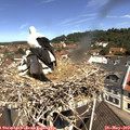 11_20-nest.jpg