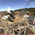 11_25-nest.jpg