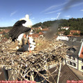 11_40-nest.jpg
