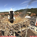 11_45-nest.jpg