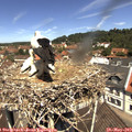 11_50-nest.jpg
