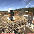 11_55-nest.jpg
