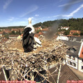 12_05-nest.jpg