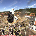 12_10-nest.jpg