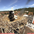 12_15-nest.jpg