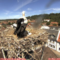 12_20-nest.jpg