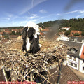 12_25-nest.jpg