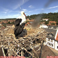 12_30-nest.jpg