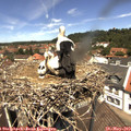 12_35-nest.jpg