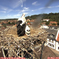 12_40-nest.jpg