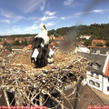 12_45-nest.jpg