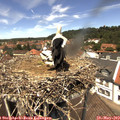12_55-nest.jpg