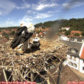 13_10-nest.jpg
