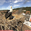 13_15-nest.jpg