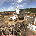 13_20-nest.jpg