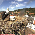 13_25-nest.jpg