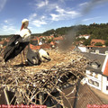 13_30-nest.jpg