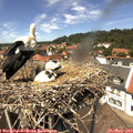 13_35-nest.jpg
