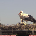 13_40-mast.jpg