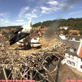 13_40-nest.jpg