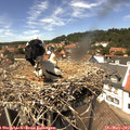 13_50-nest.jpg