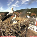 13_55-nest.jpg