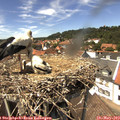 14_05-nest.jpg
