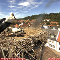 14_10-nest.jpg