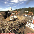 14_15-nest.jpg