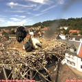 14_20-nest.jpg
