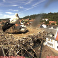 14_30-nest.jpg