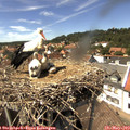 14_35-nest.jpg