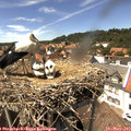 14_40-nest.jpg
