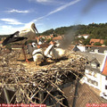 14_50-nest.jpg