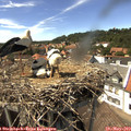 15_00-nest.jpg