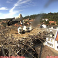 15_25-nest.jpg
