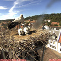 15_30-nest.jpg