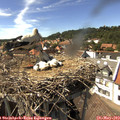 15_35-nest.jpg