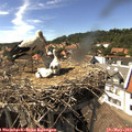 15_40-nest.jpg