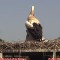 15_50-mast.jpg