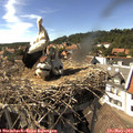 15_50-nest.jpg