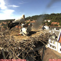 15_55-nest.jpg