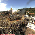 16_10-nest.jpg