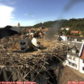 16_15-nest.jpg