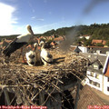 16_20-nest.jpg