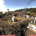 16_25-nest.jpg