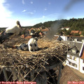 16_30-nest.jpg
