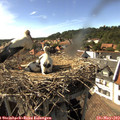 16_35-nest.jpg