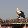 16_40-mast.jpg